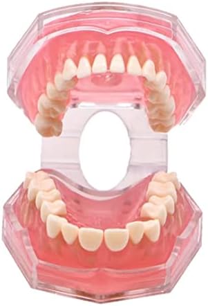 1 ADET Standart Diş Modeli. Hasta İletişimi için Kullanılabilen Ortodontik Çıkarılabilir Dişler