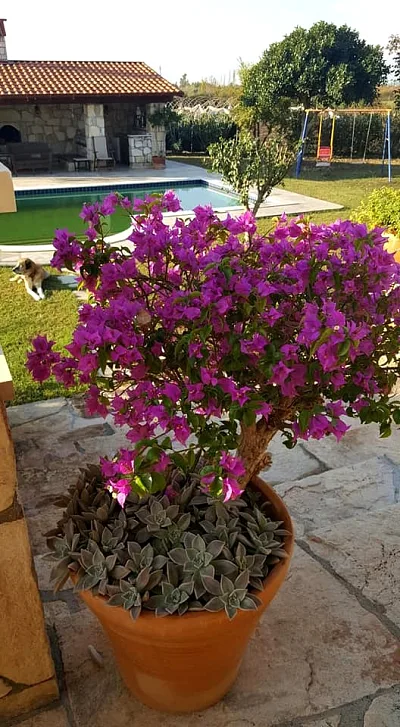 Villa Atalenta — fotoğraf 33